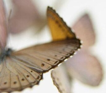 šodien jāpadzied :)