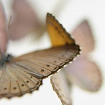 šodien jāpadzied :)